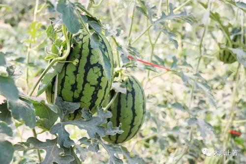 吃瓜网红北京,揭秘京城娱乐圈幕后故事  第1张